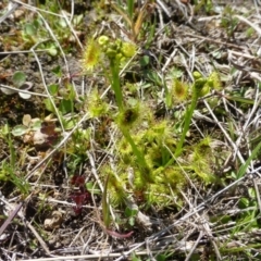 Drosera (genus) (A Sundew) at Kambah, ACT - 16 Sep 2015 by FranM