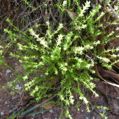 Galium gaudichaudii subsp. gaudichaudii (Rough Bedstraw) at McQuoids Hill - 16 Sep 2015 by FranM