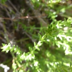 Galium gaudichaudii subsp. gaudichaudii at McQuoids Hill - 16 Sep 2015