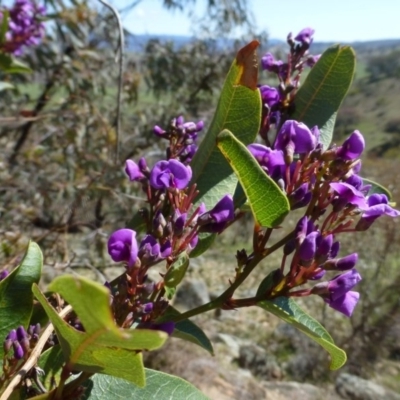 Hardenbergia violacea (False Sarsaparilla) at McQuoids Hill - 16 Sep 2015 by FranM