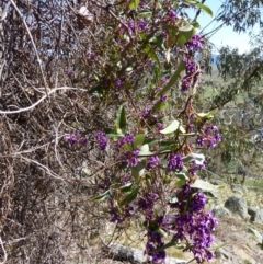 Hardenbergia violacea at McQuoids Hill - 16 Sep 2015
