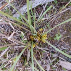 Lomandra bracteata (Small Matrush) at McQuoids Hill - 16 Sep 2015 by FranM