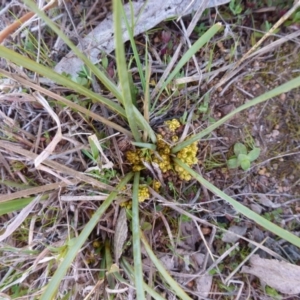 Lomandra bracteata at McQuoids Hill - 16 Sep 2015