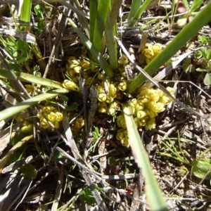 Lomandra bracteata at McQuoids Hill - 16 Sep 2015 12:24 PM