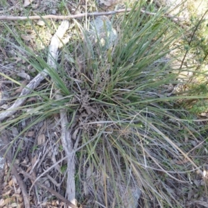 Lomandra multiflora at Kambah, ACT - 16 Sep 2015 10:24 AM