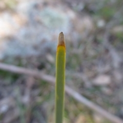 Lomandra multiflora at Kambah, ACT - 16 Sep 2015 10:24 AM