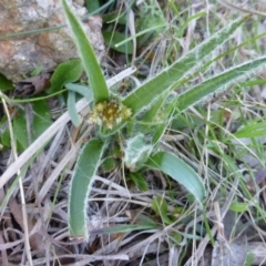 Luzula densiflora (Dense Wood-rush) at Kambah, ACT - 16 Sep 2015 by FranM