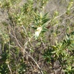 Melichrus urceolatus (Urn Heath) at Kambah, ACT - 16 Sep 2015 by FranM