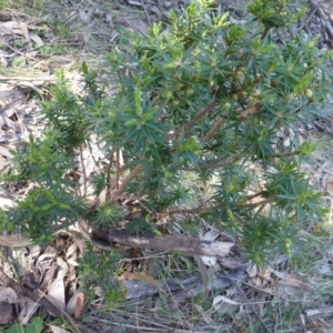 Melichrus urceolatus at Kambah, ACT - 16 Sep 2015