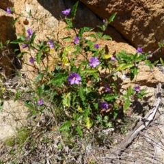 Solanum cinereum (Narrawa Burr) at McQuoids Hill - 16 Sep 2015 by FranM