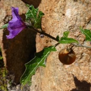 Solanum cinereum at McQuoids Hill - 16 Sep 2015