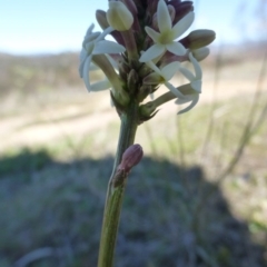 Stackhousia monogyna (Creamy Candles) at Kambah, ACT - 16 Sep 2015 by FranM