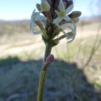 Stackhousia monogyna (Creamy Candles) at Kambah, ACT - 16 Sep 2015 by FranM