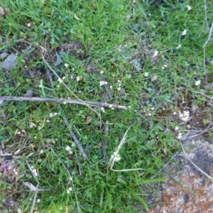 Cerastium vulgare at McQuoids Hill - 16 Sep 2015