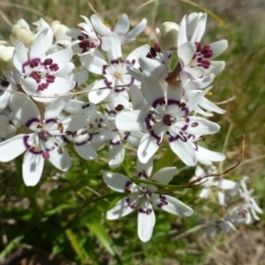 Wurmbea dioica subsp. dioica at Kambah, ACT - 16 Sep 2015