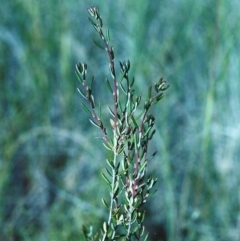 Monotoca scoparia (Broom Heath) at Theodore, ACT - 1 Dec 2000 by michaelb