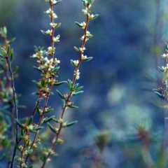 Monotoca scoparia (Broom Heath) at Tuggeranong Hill - 14 May 2001 by michaelb