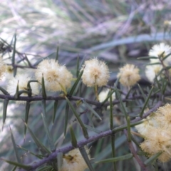 Acacia ulicifolia (Prickly Moses) at Mount Ainslie - 17 Sep 2015 by SilkeSma