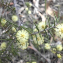 Acacia ulicifolia (Prickly Moses) at Mount Ainslie - 17 Sep 2015 by SilkeSma