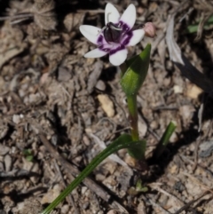 Wurmbea dioica subsp. dioica (Early Nancy) at Lower Cotter Catchment - 15 Sep 2015 by KenT