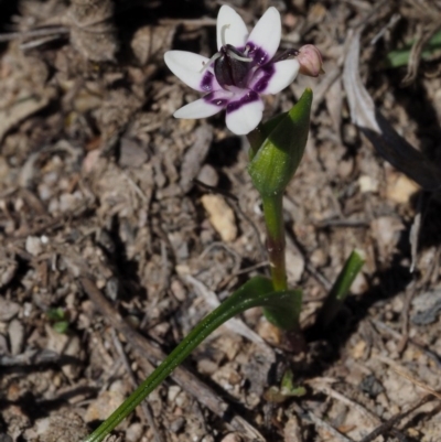 Wurmbea dioica subsp. dioica (Early Nancy) at Cotter River, ACT - 16 Sep 2015 by KenT