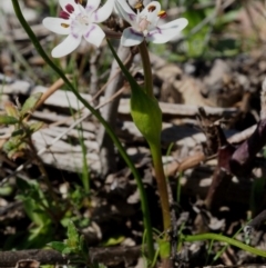 Wurmbea dioica subsp. dioica at Cotter River, ACT - 16 Sep 2015