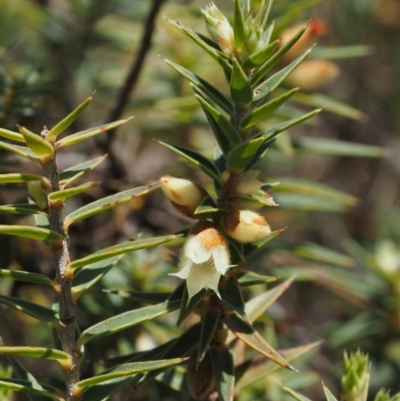 Melichrus urceolatus (Urn Heath) at Cotter River, ACT - 16 Sep 2015 by KenT