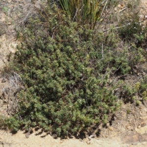 Melichrus urceolatus at Cotter River, ACT - 16 Sep 2015