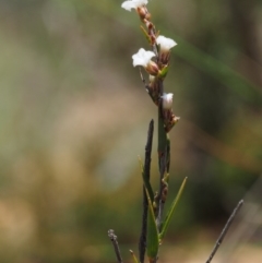 Leucopogon virgatus (Common Beard-heath) at Lower Cotter Catchment - 16 Sep 2015 by KenT