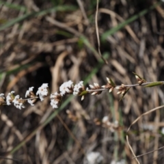 Leucopogon virgatus at Cotter River, ACT - 16 Sep 2015