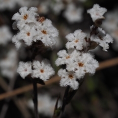 Leucopogon virgatus at Cotter River, ACT - 16 Sep 2015