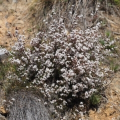 Leucopogon virgatus at Cotter River, ACT - 16 Sep 2015