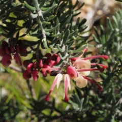 Grevillea lanigera (Woolly Grevillea) at Cotter River, ACT - 16 Sep 2015 by KenT