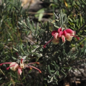 Grevillea lanigera at Cotter River, ACT - 16 Sep 2015