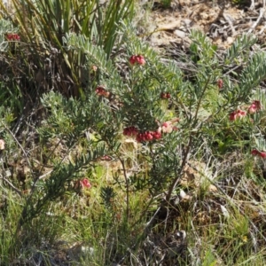 Grevillea lanigera at Cotter River, ACT - 16 Sep 2015