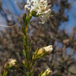 Pimelea linifolia subsp. linifolia at Cotter River, ACT - 16 Sep 2015 01:12 PM