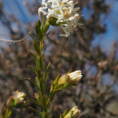 Pimelea linifolia subsp. linifolia (Queen of the Bush, Slender Rice-flower) at Lower Cotter Catchment - 16 Sep 2015 by KenT