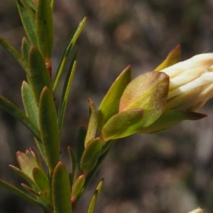 Pimelea linifolia subsp. linifolia at Cotter River, ACT - 16 Sep 2015