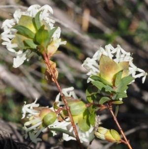 Pimelea linifolia subsp. linifolia at Cotter River, ACT - 16 Sep 2015