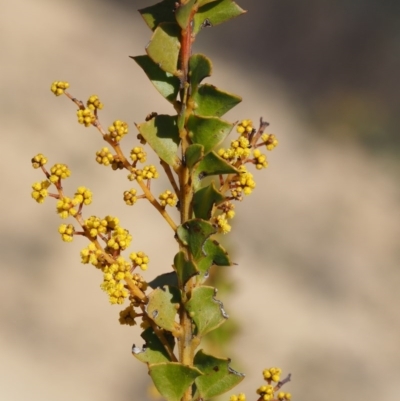 Acacia pravissima (Wedge-leaved Wattle, Ovens Wattle) at Cotter River, ACT - 16 Sep 2015 by KenT