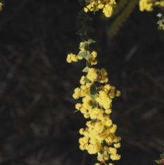 Acacia pravissima at Cotter River, ACT - 16 Sep 2015