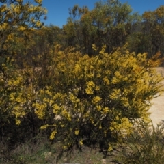 Acacia pravissima at Cotter River, ACT - 16 Sep 2015