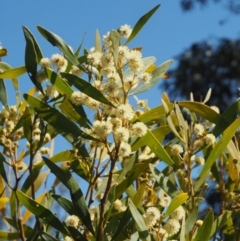 Acacia melanoxylon (Blackwood) at Lower Cotter Catchment - 16 Sep 2015 by KenT