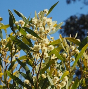 Acacia melanoxylon at Cotter River, ACT - 16 Sep 2015