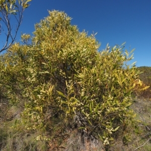 Acacia melanoxylon at Cotter River, ACT - 16 Sep 2015