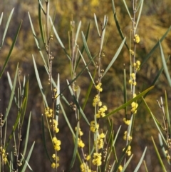 Acacia dawsonii (Dawson's Wattle) at Cotter River, ACT - 16 Sep 2015 by KenT