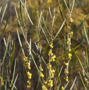 Acacia dawsonii at Cotter River, ACT - 16 Sep 2015