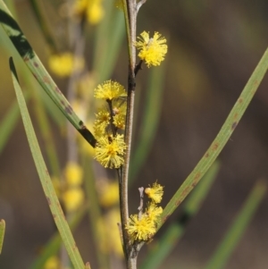 Acacia dawsonii at Cotter River, ACT - 16 Sep 2015