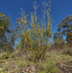 Acacia dawsonii at Cotter River, ACT - 16 Sep 2015