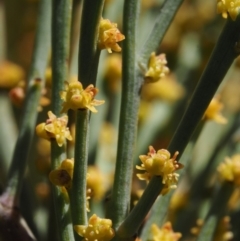 Exocarpos strictus (Dwarf Cherry) at Lower Cotter Catchment - 16 Sep 2015 by KenT